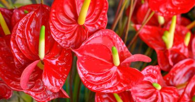 Summer Anthurium