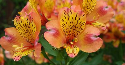 Summer Alstromeria