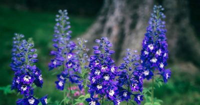 Summer Larkspur