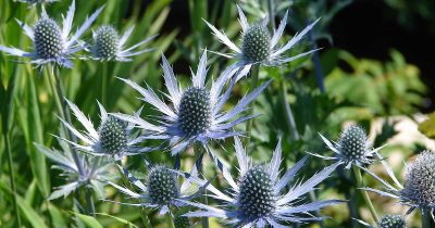Summer Sea Holly