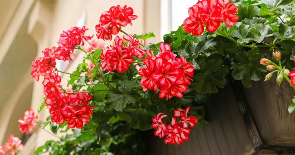 Summer Geranium