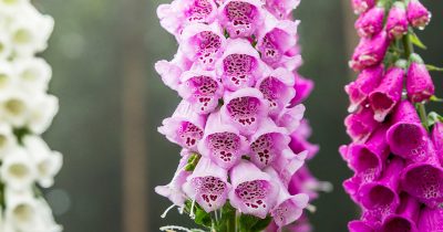 Summer Foxgloves