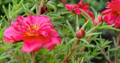 Summer Portulaca
