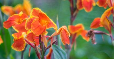 Summer Canna Lilies