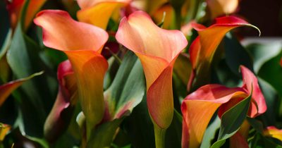 Summer Calla Lilies