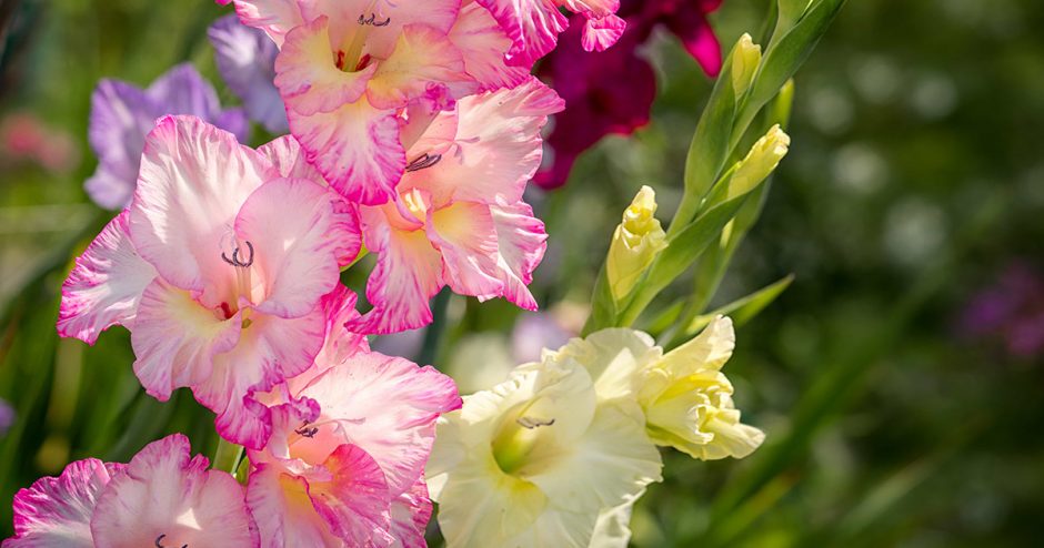 Pink and yellow gladiolus flowers blooming outside