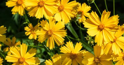 Summer Coreopsis