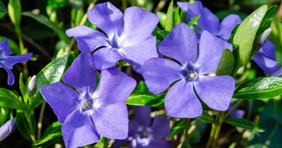 Summer Periwinkle