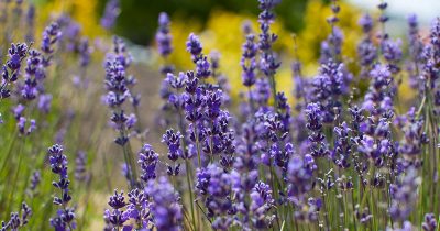 Summer Lavander
