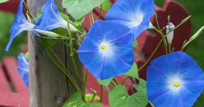 Summer Morning Glory