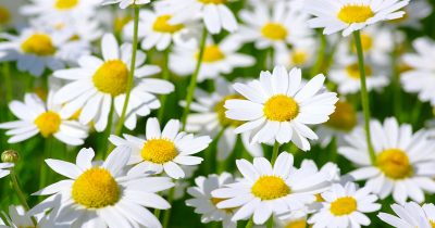 Summer Daisy