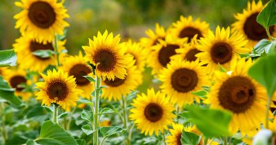 Summer Sunflower