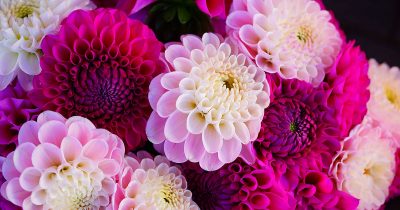 Summer Dahlia