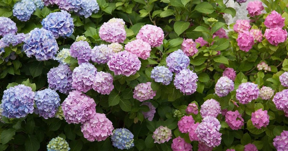 Summer Hydrangea
