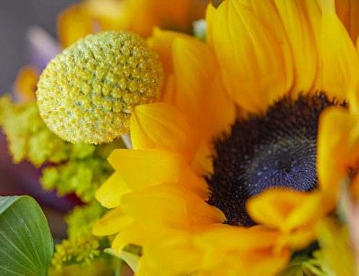 Best Summer Flowers