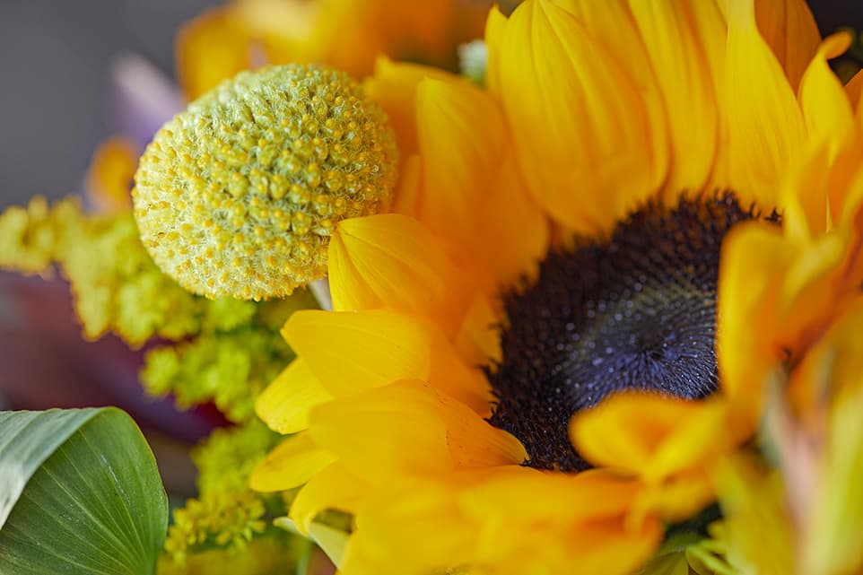 Best Summer Flowers