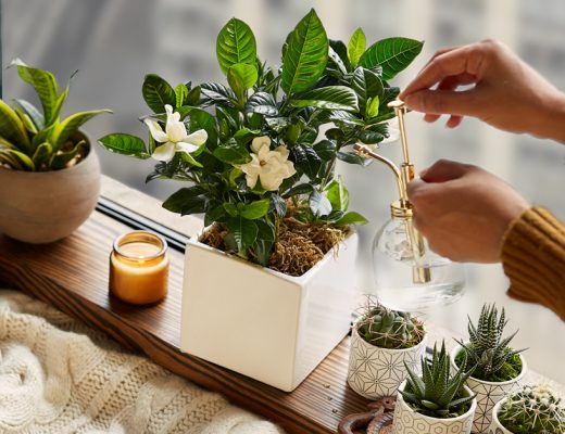 Best Indoor Succulents