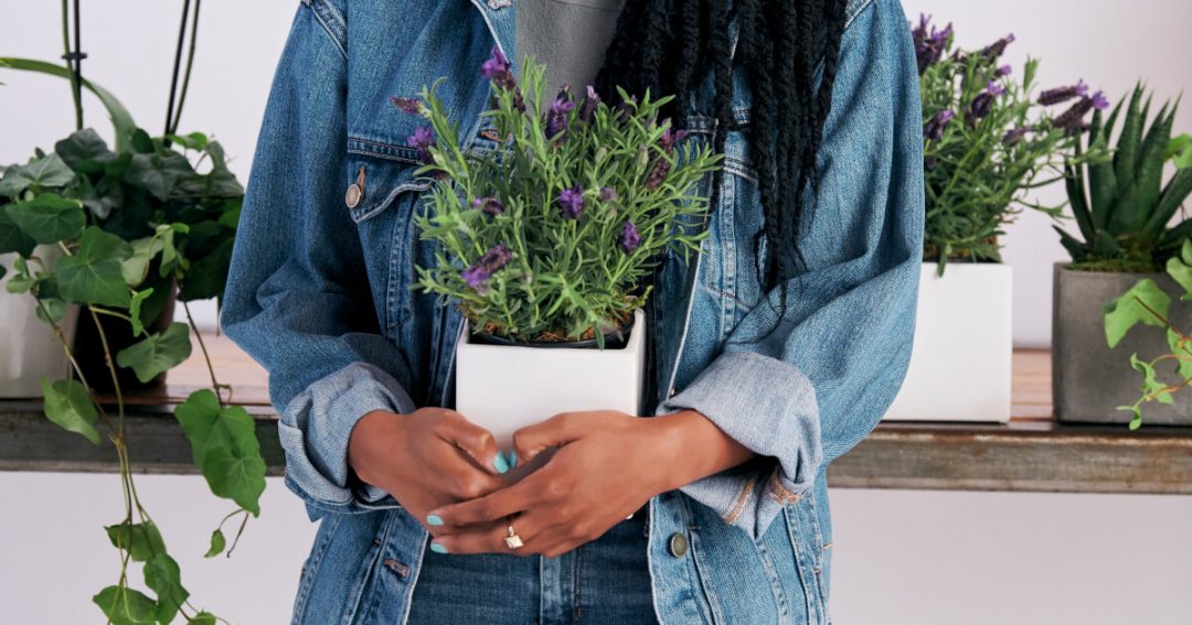 Best Summer Plants
