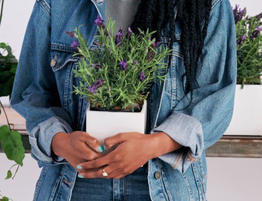 Best Summer Plants
