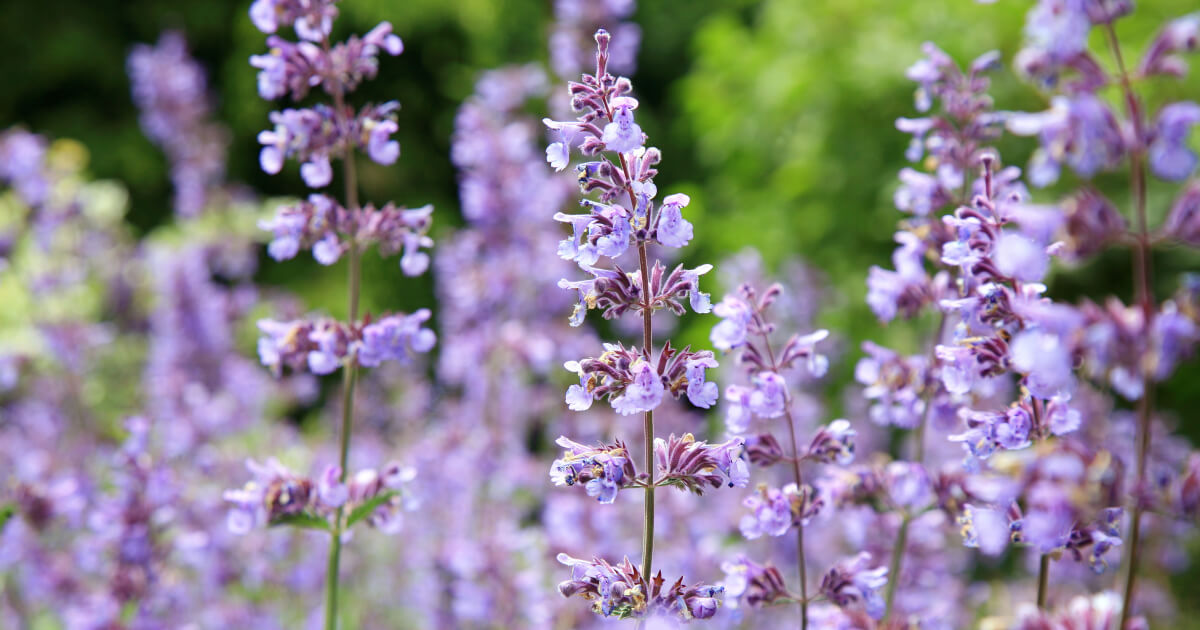 Catmint Summer