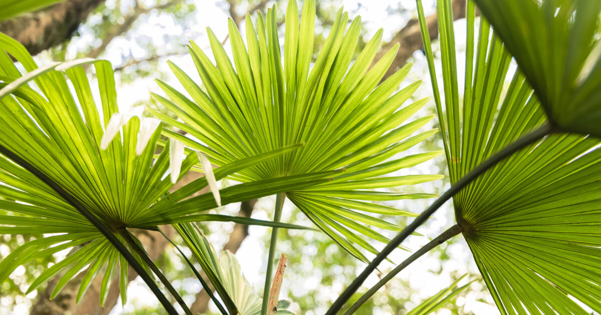 Chinese Fan Palm Summer