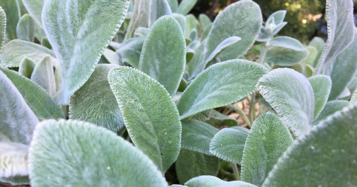 Lamb's Ear Summer