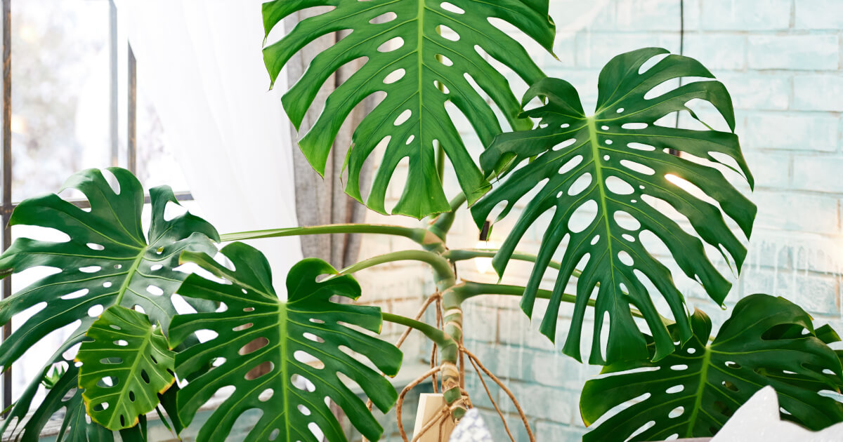 Monstera Deliciosa Summer