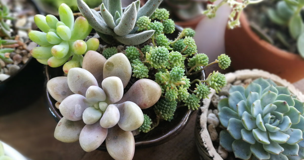 Potted Succulents Summer