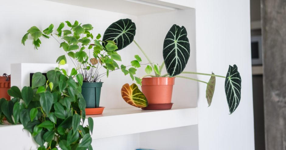 Tropical Houseplant Shelf Decor