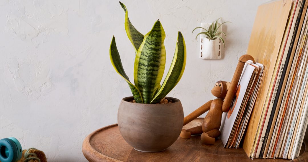 Tropical Indoor Houseplants Decor