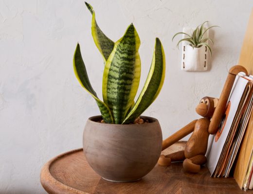 Tropical plant potted on top of a table.