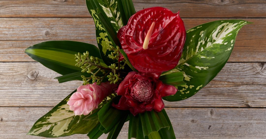 Anthurium Flower Facts