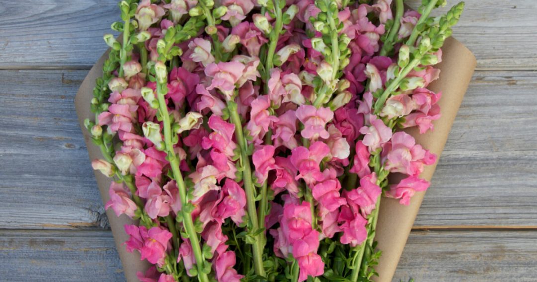 Snapdragon Flower Facts
