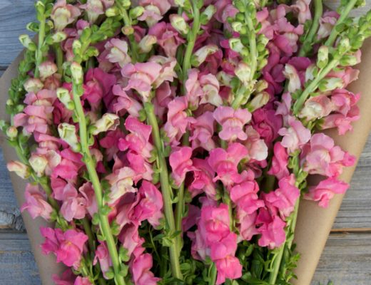 Snapdragon Flower Facts