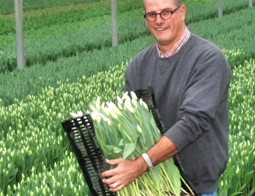 Farmer Lane Holding Tulips