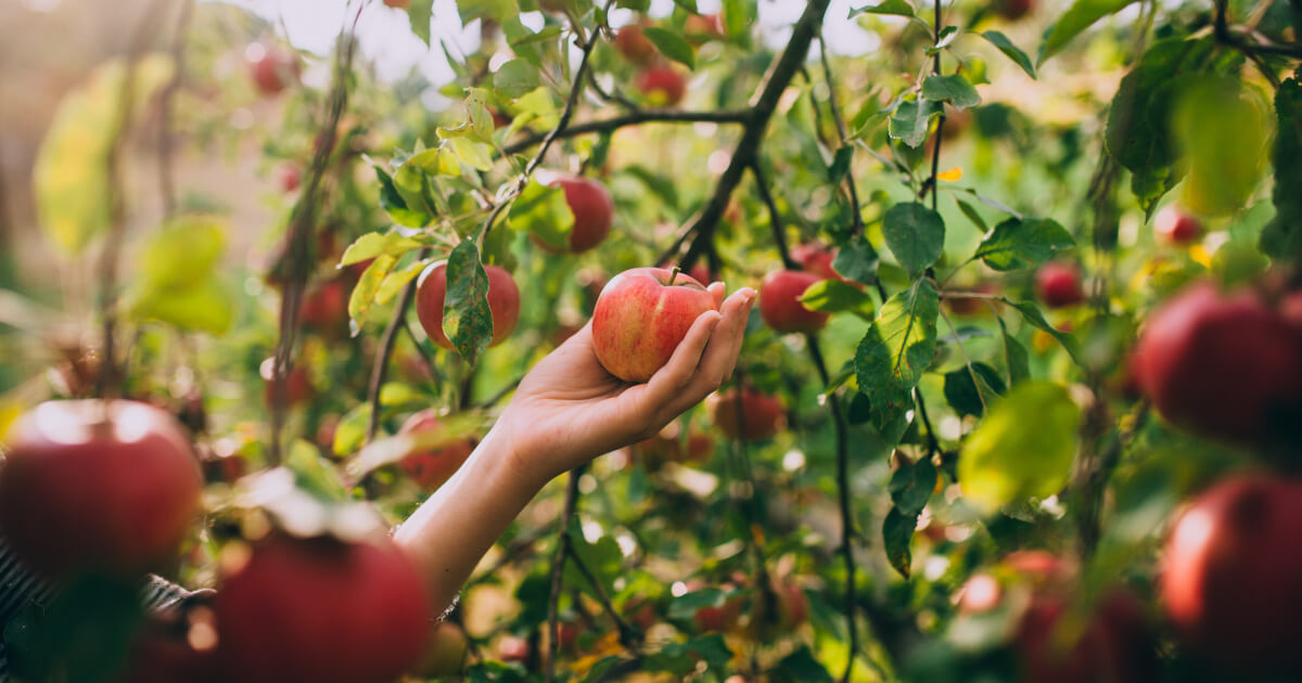 Fall Apple Picking