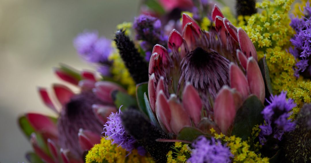 Protea Flower Facts