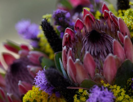 Protea Flower Facts