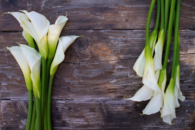 White Callas Arrangement