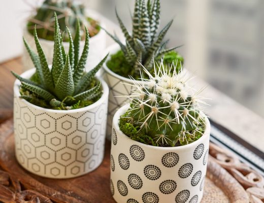 Cool Succulent Facts