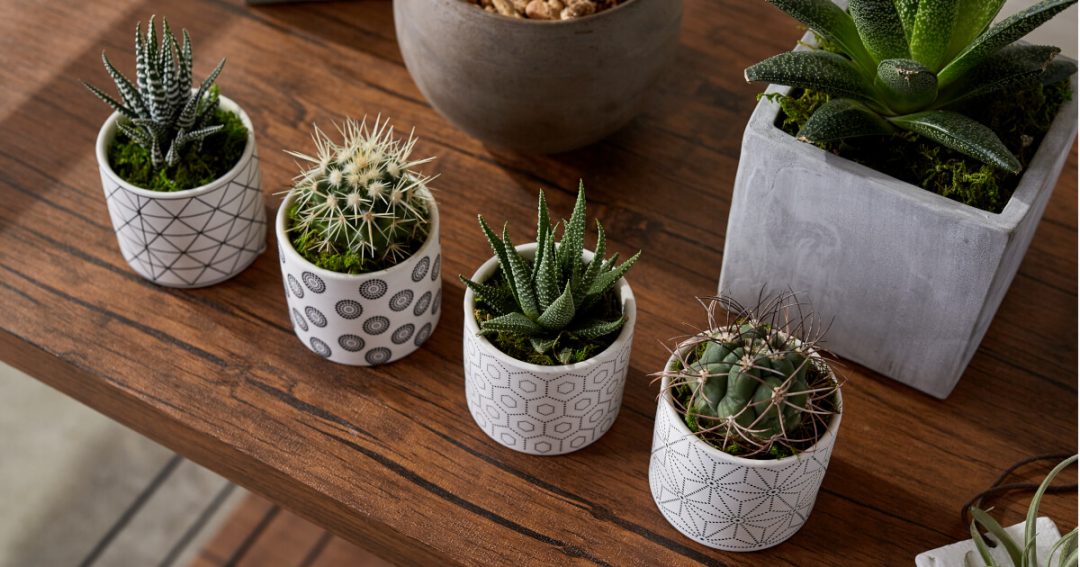 Easiest Succulents to Care For