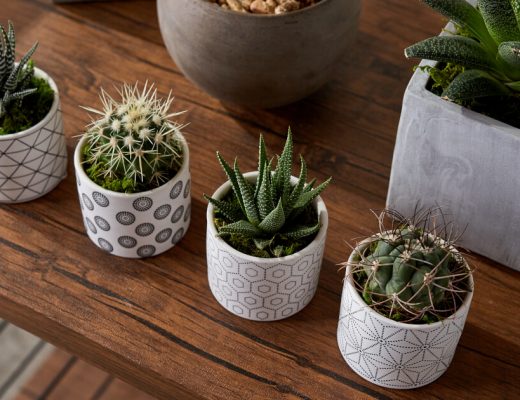 Easiest Succulents to Care For