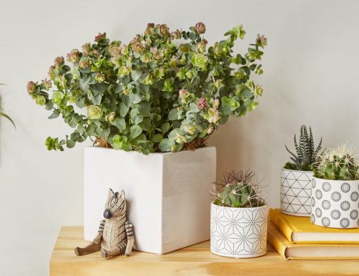 Gardenia Plant Care