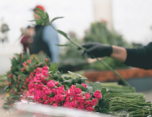 Pink Spray Roses Being Sorted By Gloved Hands At a Farm