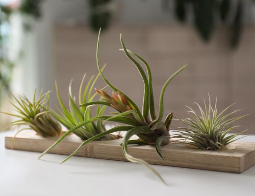 Various tillandsia air plants on a board