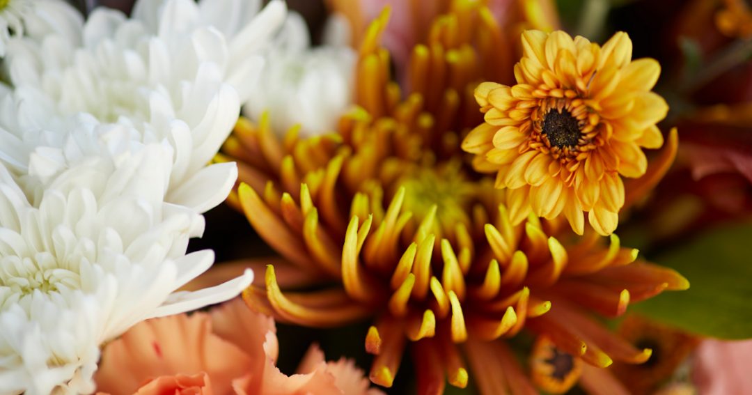 Close Up of Orange, Yellow and White Poms and Mums