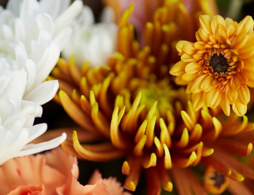 Close Up of Orange, Yellow and White Poms and Mums