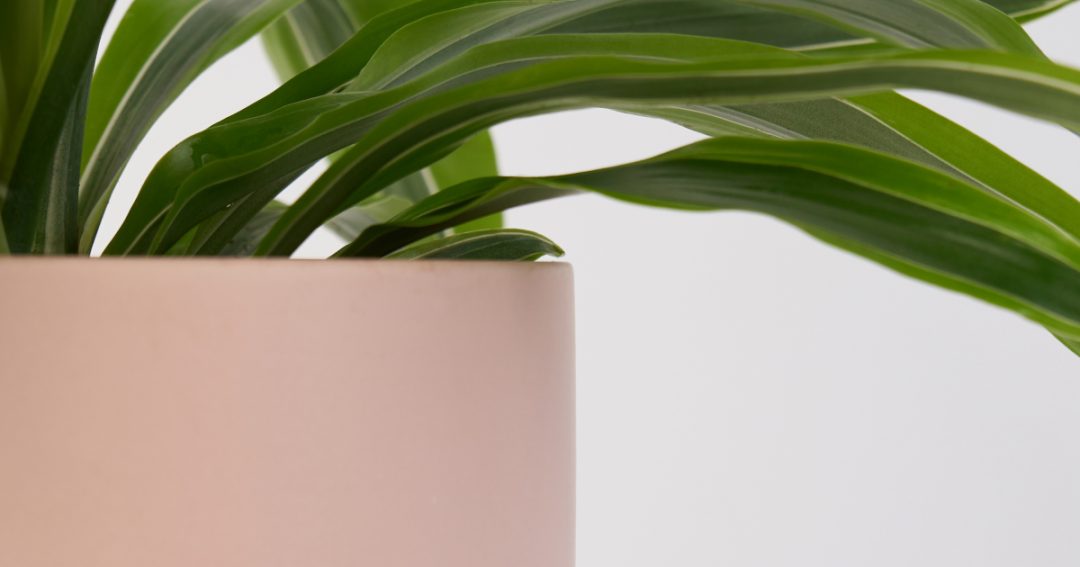 Dracaena Marginata Closeup of Green Fronds Coming Out of a Pink Pot