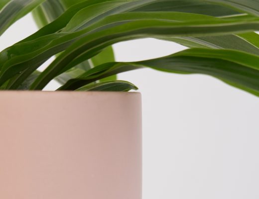 Dracaena Marginata Closeup of Green Fronds Coming Out of a Pink Pot