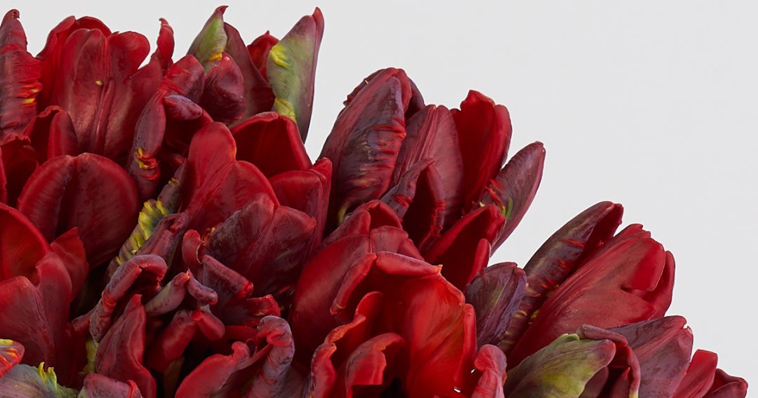 Closeup on a Bouquet of Red Parrot Tulips Rococo
